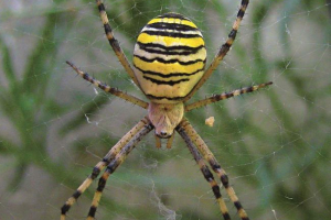 Argiop bunnunich, він є павутиною осі Argiop bunnunich, він є павутиною осі