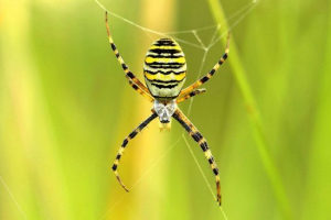 Аргіоп буннуніч Аргіоп буннуніч