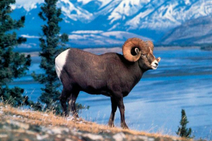 Архар Архар