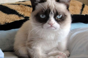 Арізонський мільйонер кіт під назвою розлючений парди Арізонський мільйонер кіт під назвою розлючений парди