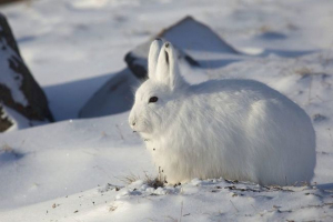 Арктичний білий