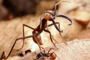 Армійський мурашок Армійський мурашок