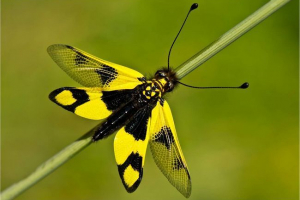 Askalaf motley або motley bulavoisk Askalaf motley або motley bulavoisk