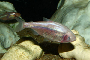 Астаанакс - стародавня сліпа риба Астаанакс - стародавня сліпа риба