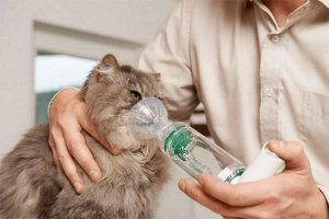 Астма кішки - ніж небезпечні? Астма кішки - ніж небезпечні?