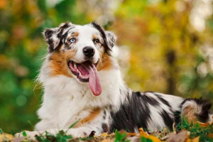 Австралійський пастух собак aussi - породні характеристики Австралійський пастух собак aussi - породні характеристики
