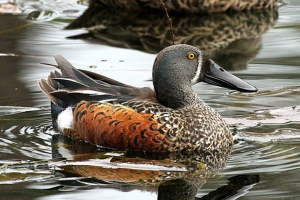 Австралійська школа швейца Австралійська школа швейца