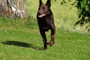 Австралійський келпі: стандарт, опис, історія, вміст, здоров'я та ціна Австралійський келпі: стандарт, опис, історія, вміст, здоров'я та ціна