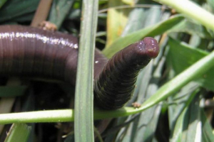 Австралійський нагляд сюрприз світу Австралійський нагляд сюрприз світу