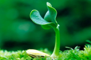 Автотропія Автотропія