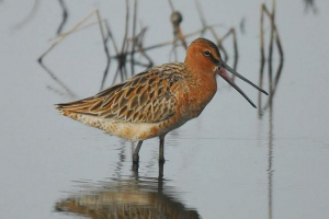 Азіатський бекасовський ветерна Азіатський бекасовський ветерна