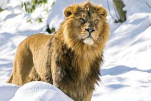 Азіатський лев Азіатський лев