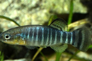 Азракський carporozubik - хижацька риба Азракський carporozubik - хижацька риба