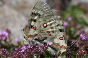 Метелик apollo - поштова скринька Метелик apollo - поштова скринька