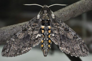 Тютюн браник Тютюн браник