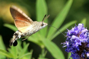 Метелик brahnik Метелик brahnik