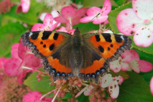 Метелик urticap Метелик urticap