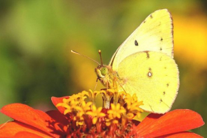 Метелик лимонніца Метелик лимонніца