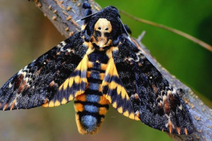 Метелик мертвий голова Метелик мертвий голова