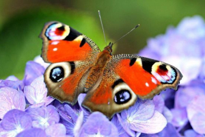 Метелик павич очей Метелик павич очей