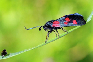 Баттерфляй пемтранка Баттерфляй пемтранка