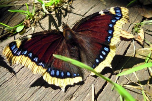 Метелик терца Метелик терца