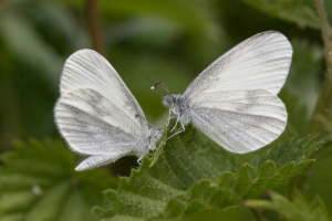Метелик - вид та опис сім'ї Метелик - вид та опис сім'ї