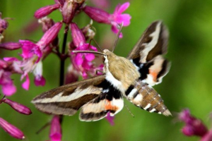 Метелик brahnik (butterfly hummingbird) Метелик brahnik (butterfly hummingbird)