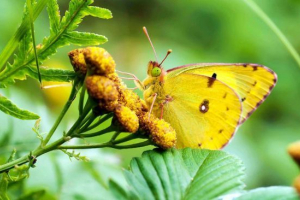 Метелик жовтяниця Метелик жовтяниця