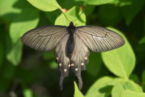 Метелики з червоної книги Метелики з червоної книги