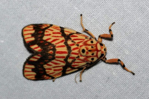 Груша метелик: опис, перегляди Груша метелик: опис, перегляди