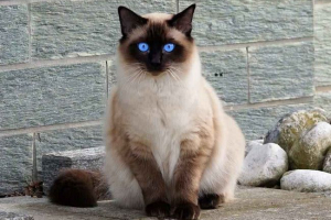 Балійська кішка, або балійська кішка, або балійська Балійська кішка, або балійська кішка, або балійська