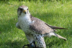 Pooban (птах) Pooban (птах)