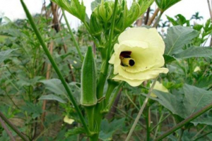 Бамія Бамія