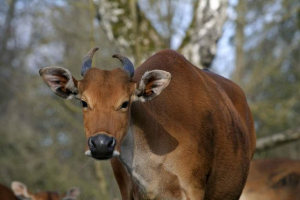 Bantang - втілення благодаті серед биків Bantang - втілення благодаті серед биків