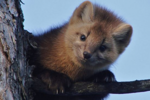 Баргузін Баргузін