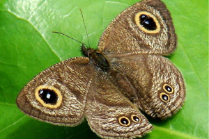 Баргамери - оксамитові метелики Баргамери - оксамитові метелики