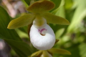 Великий квітучий взуття