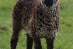 Базальний - середній між баранним і козлом Базальний - середній між баранним і козлом