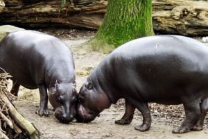 Гіппо карлик. Stock foto hippopotamus, опис звіра Гіппо карлик. Stock foto hippopotamus, опис звіра