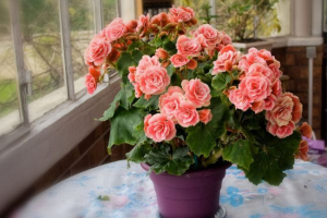 Бегонія Бегонія