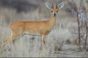 Бейра Бейра