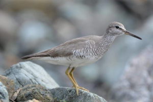 Beksovy птахів Beksovy птахів