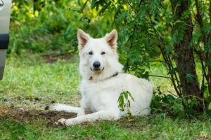 Білий швейцарський пастух Білий швейцарський пастух