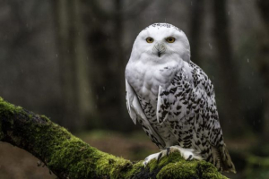 Біла сова Біла сова