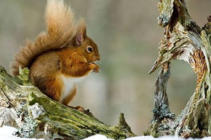 Білка звичайна: майстер для складних стрибків Білка звичайна: майстер для складних стрибків