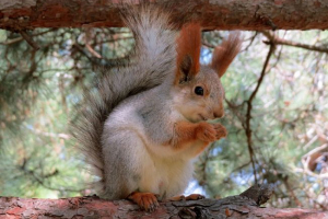 Протеїн-телелетка (алтайський білок) Протеїн-телелетка (алтайський білок)