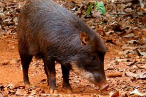 Beloborone пекарів - незвичайна тварина Beloborone пекарів - незвичайна тварина