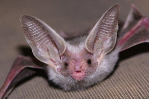 Белоробрацький рут Белоробрацький рут