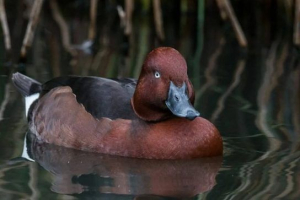 Білоокий вид Білоокий вид